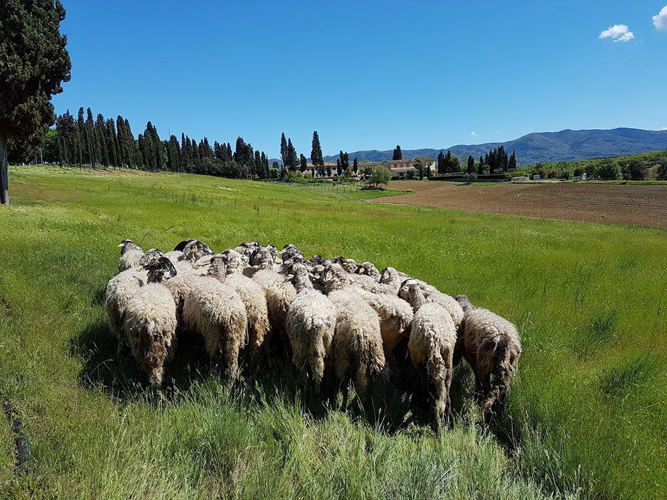 Agriturismo Fattoria Rozzalupi Cerreto Guidi Eksteriør bilde